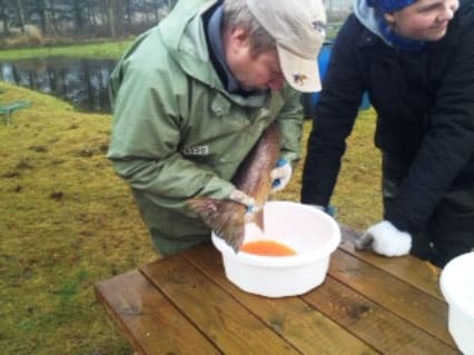 Strygning af fisk hos GØF Skibelund Havørredopdræt