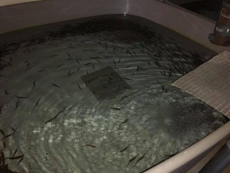 Den 11. februar havde vi gæster i Gudenåens Ørredfond