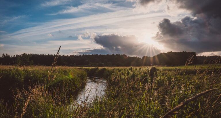 Havørreden tilbage til Gudenåen