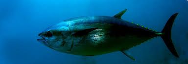 Mit livs fisk, Tun i Øresund m.v.