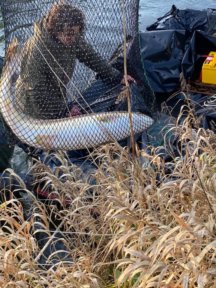 Billeder fra elfiskeriet 22. november 2020