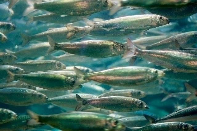 Seniortur efter Sild på Randers fjord