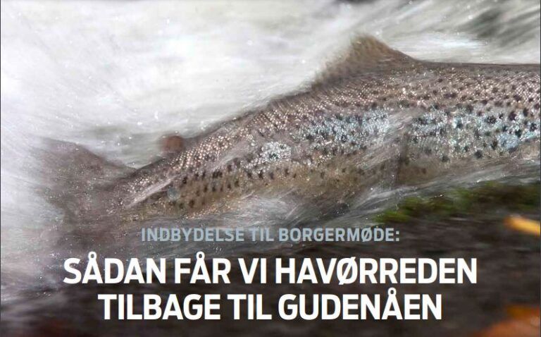 Borgermøde: Havørreden tilbage til Gudenåen